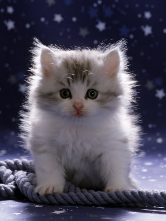 kittens - kittens are angels, they should be cared for and loved