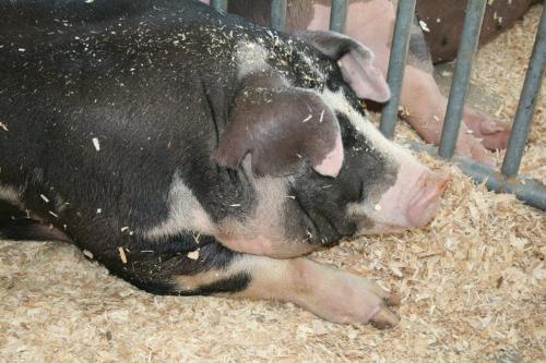 Pig - A nice looking pig that was at the Wisconsin State Fair this year.