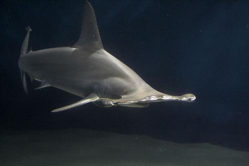Hammerhead Shark - They are weird looking but I think they are cool looking!