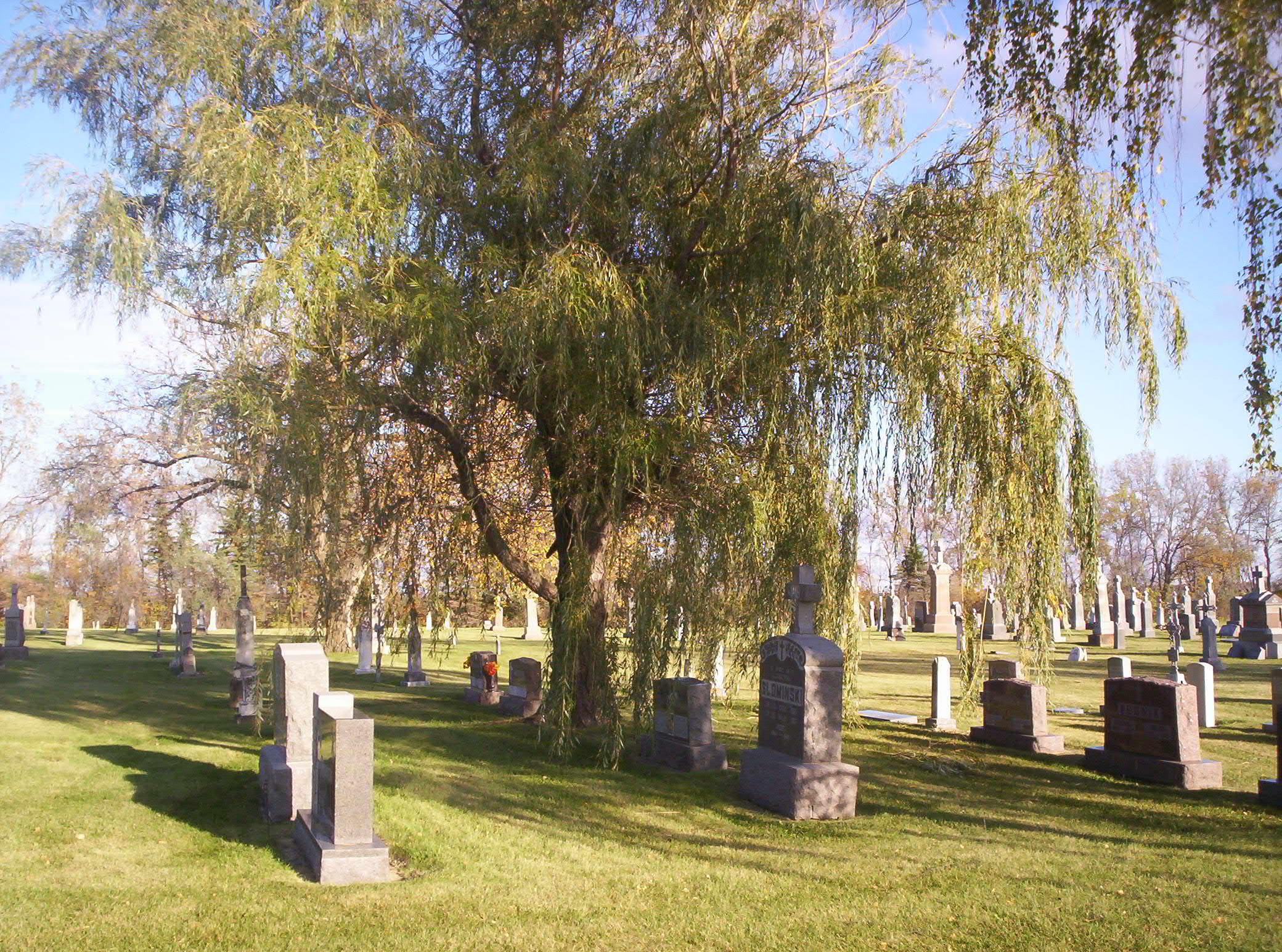 weeping willow cemetary - This is a picture I took in an old cemetary of a weeping willow.  I thought it was beautiful.