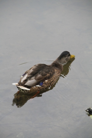 Duck feeding - Female mallard