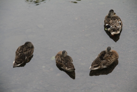 Four ducks - Four mallards