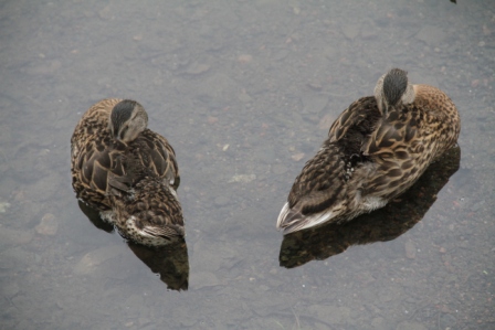 Two ducks - Two mallards in the water