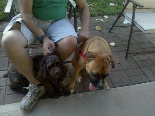 Dog Lover - I love dogs!