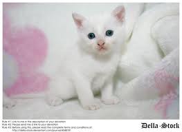 kittrens - kittens are angels, they should be cared for and loved