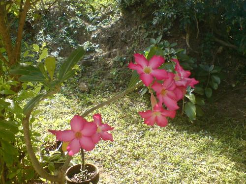 in bloom - pink flower taken last (I can't remember)^^
