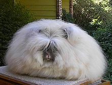 Angora Rabbit - An English Angora rabbit. There is so much hair it is hard to see the rabbit!