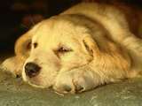 The dog is sleeping? or thinking? - What is in the dog's mind and it may be funny to find out about this?