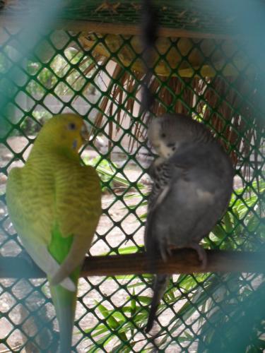 Birds in cage - Why am in a cage?? Please, set me free. What i have done to suffer my freedom and happiness? Please, let me go.  A message from a bird.