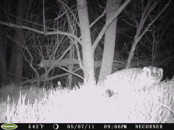 Badger - A Badger roaming at night.