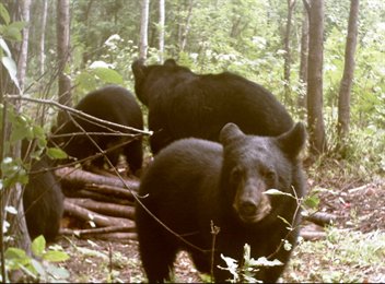 Bears - Four Black Bears.