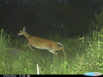 Whitetail Deer - A White Tail doe jumping through the grass.