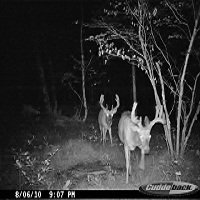 Bucks - Two Whitetail Bucks with some nice antlers on them!
