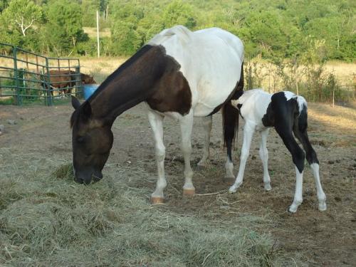 Mom and baby - The Paint foal with his paint mom.
