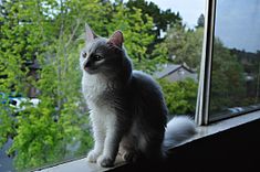 Sitting in the window - An Turkish Angora cat.