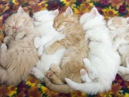 Group Hug - I thought this was the cutest picture of cats sleeping together. Just had to put it up hope everyone that loves cats enjoys!