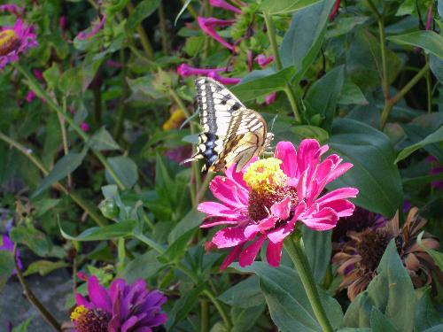 Can you be happy like a buterfly? - It's just a buterfly which really enjoy to be happy on his beautiful life and flowers.