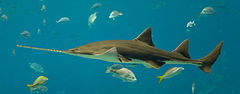 Sawfish - I thought a Sawfish was a shark. No it isn't. It is a member of the Ray family.