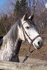 bitless bridle - One style of a bitless bridle.