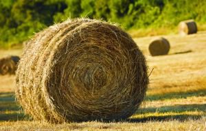 Hay - A round bale of hay.