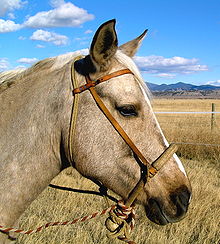 Bosel - A type of bitless bridle.