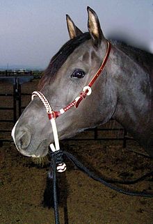 Bosel - A bosel is a good training bridle on a young horse before using a bit.