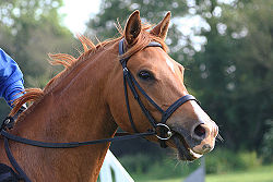 Hunt Bridle - A Hunt Bridle with a snaffle bit/