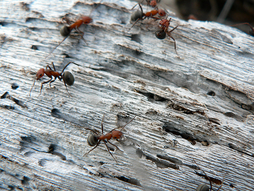 Ants - Pictures of ants working. An inspiratonal example from nature of work team and progress. If our co workers criticize and we do the necessary steps to be better we will make some progress.