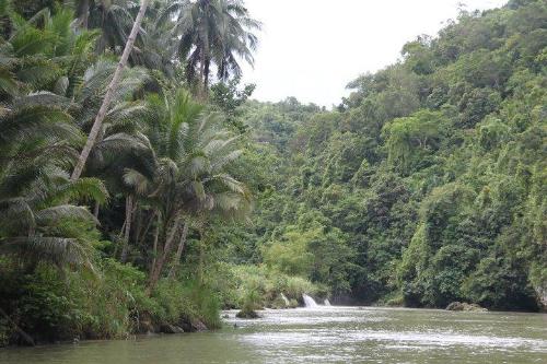 River surrounded by forest - Beautiful nature