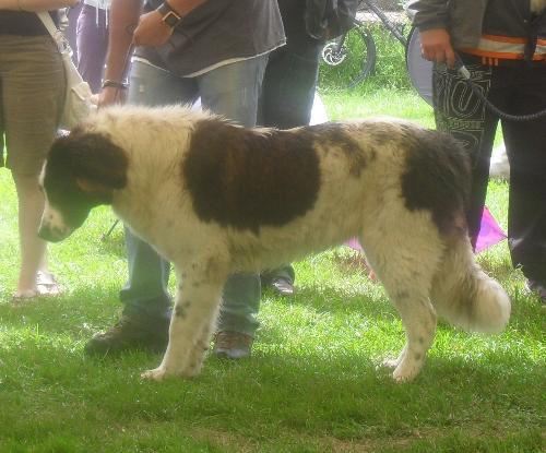 Romanian Shepherd - de Bucovina - at CACIB Sibiu 2011