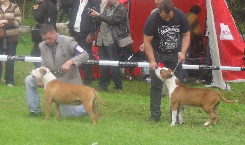 Dog show judging - Amstaff - at CACIB Sibiu 2011