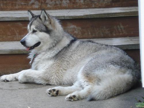 Daphne - This is my Alaskan Malamute Daphne. She is enjoying a rest after swimming.