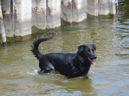 Houji - This is Houji. He is Black Lab and Siberian Husky. I got him from a rescue shelter. His favorite thing is swimming.