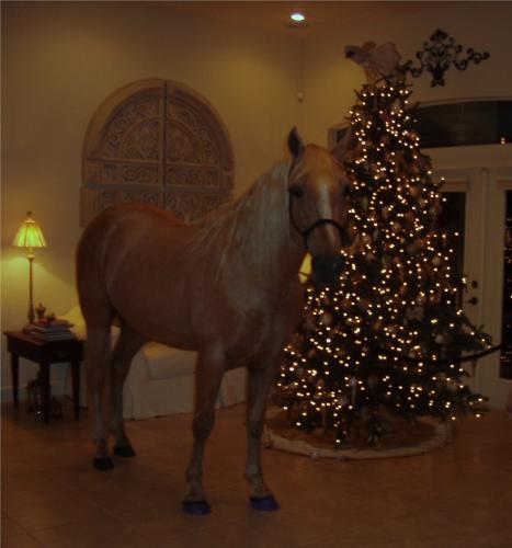 Horse by tree - This is Ivory Pal,a Palomino Tennessee Walker standing by his owners Christmas tree!