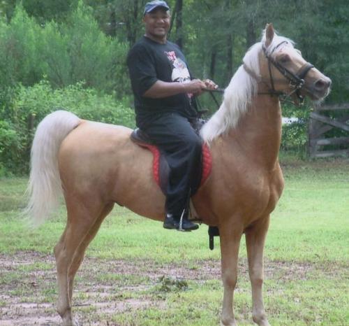 He is a horsemen? - I guess he is! this is George Foreman riding a Saddlebred!