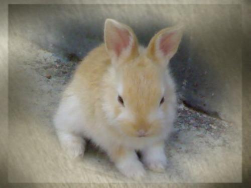 rabbit - My sweet rabbit.