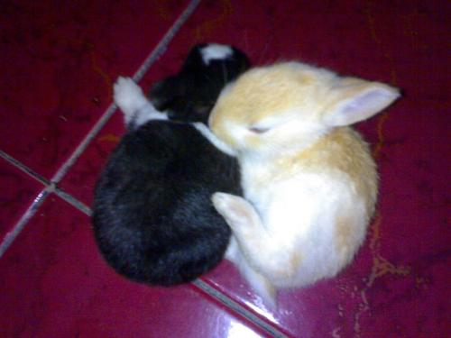 rabbit - Friendship of rabbit.