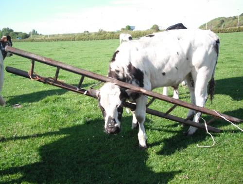 Cow in Ladder - Somw how this cow got itself stuck in a ladder in Scotland! The owner had no idea how it happened or how the ladder got in the field in the first place! They got the ladder off the cow and it was alright.