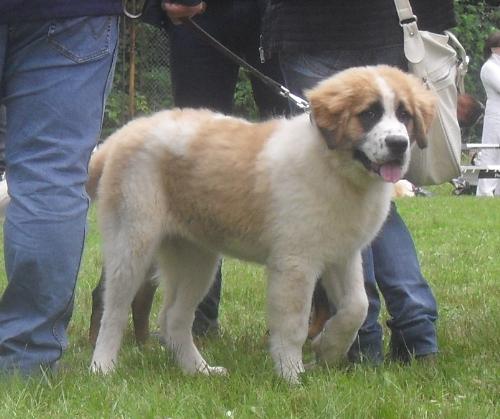 Saint Bernard puppy - at CACIB Sibiu 2011