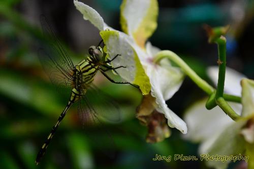 dragonfly - This picture was taken in our yard after the rain stopped. The dragonfly was still clinging on the flower,so I took the opportunity of taking a picture of it.^_^
