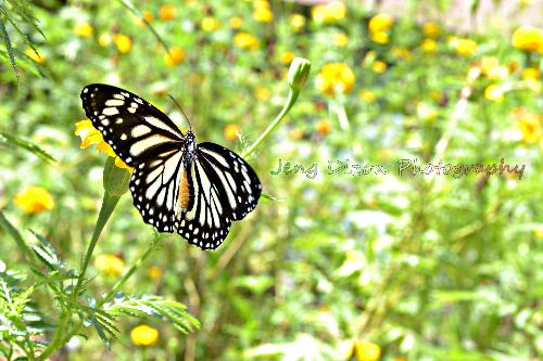 butterfly - a picture i took ^_^