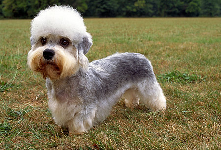 Dandie Dinmont Terrier - The only breed of dog named after a fictional charecter.