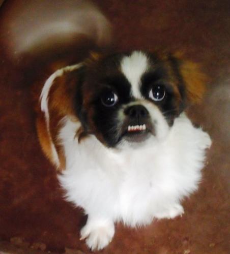 yeuro - This is shih tzu pet dog named yeuro. He's is so active and very loving. He wants to play everytime and eats a lot! He likes to be cuddle a lot. I miss him so much.