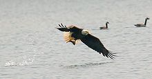 Bald Eagle - This bald eagle is fishing.