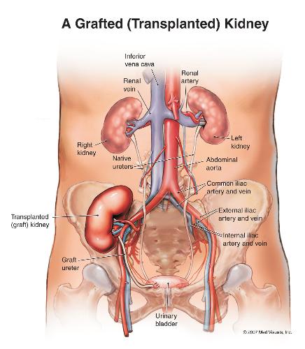 anatomy of kidney. - this is a picture of human kidney.which is most important organ of our body.it has many important functions.like excretion,filteration,regulation of hear rate etc.its primary function is excretion.
