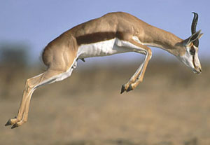 Our national animal - This is a springbok