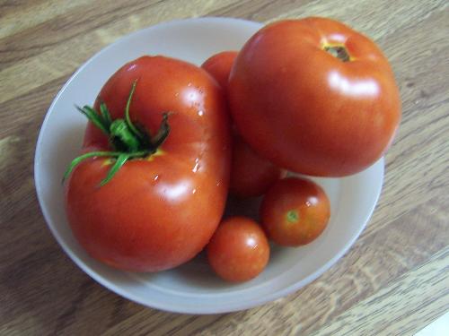 eating - Tomatoes from my garden!