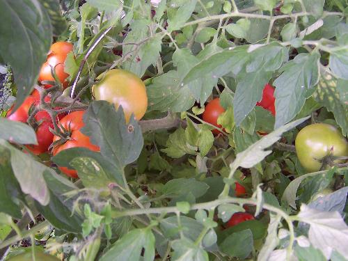 gardening - Tomatoes in my garden!