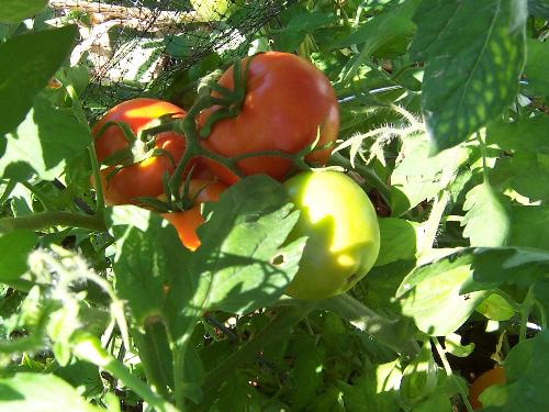 gardening - Tomatoes in my garden! (pic taken Aug 20, 2011)