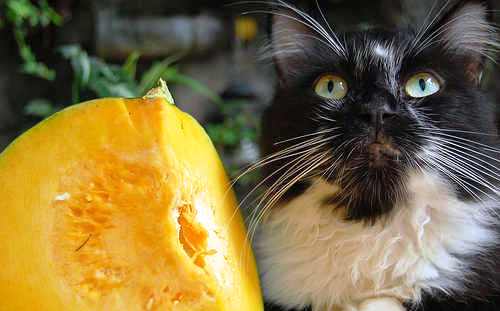 cat - a beautiful cat begging for fruits.